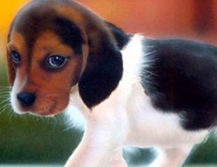 Turkish lawyer demands cancellation of tender for puppies smuggled from Bulgaria