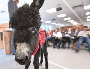 Colt becomes latest classmate in animal rights course in Istanbul law faculty
