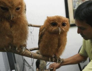 Philippines seizes hundreds of smuggled animals