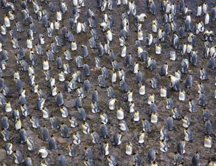 Warming could threaten half of species in 33 key areas: Report