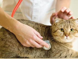 New regulation on animal medicine supply kept by vets stirs debate in Turkey