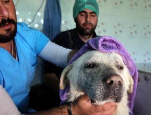 Healing thermal water in Istanbul cure for stray animals