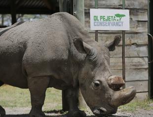 Worlds last male northern white rhino dies