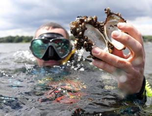 Turkish water supplies ‘under attack’ by zebra mussels: Report