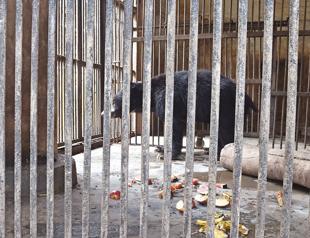 One of Nepals last dancing bears dies after rescue