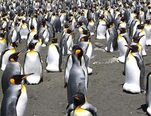 Species in decline worldwide, humans at risk