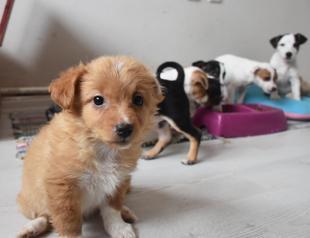 Smuggled animals seized by Turkish customs to be handed over to animal rights federation