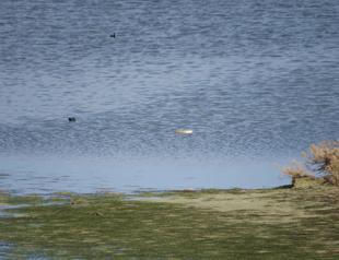 Rare albino bird seen for first time in southern Turkey
