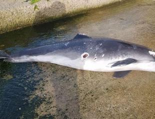 Dolphin found riddled with bullet wounds on Kocaeli shore in Turkey’s northwest