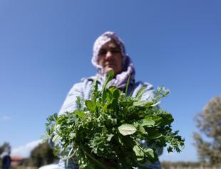 Herbs contribute to Aegean tourism