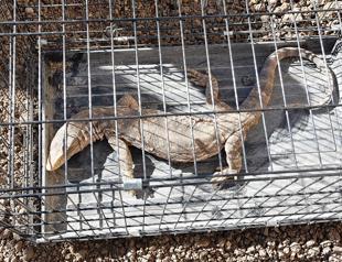 Endangered reptile released back into wild in Turkey’s Cizre
