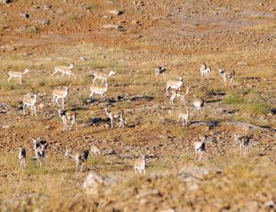 Gazelles to be released in Mardin, Şırnak mountains