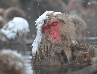 Even monkeys need a spa day, Japan study finds