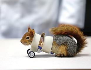 ‘Karamel’ the squirrel gets prosthetics