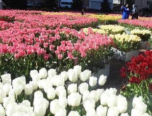 Turkey’s gift to the world: Tulips