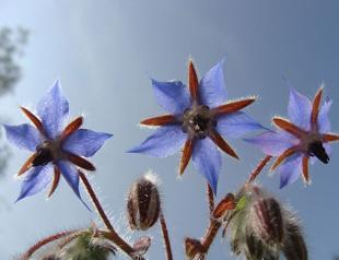 Borage is not boring