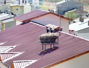 Rooftop nest home to storks in Sivas for 35 years