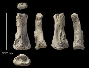 Fossil finger points to early humans entering Saudi Arabia