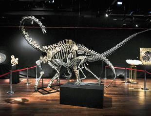 Anyone want to buy a dinosaur Two on sale in Paris