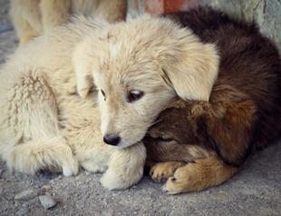 Landmark government bill in Turkey proposes ‘animals are not property’