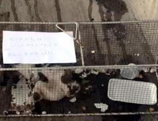 Feline ‘sausage thief’ punished with cage