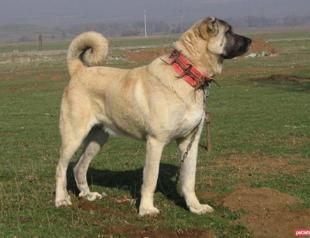 Turkish Kangal dogs protect American cattle across the Atlantic