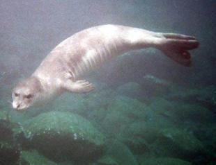 Rare albino seal spotted in Turkish resort town Bodrum
