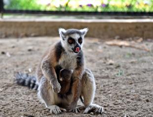 Lemurs popular with visitors at Tarsus Zoo