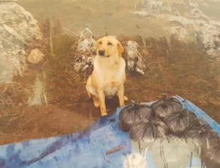 Labrador dies in explosion in PKK operation, saves lives in Turkey’s east