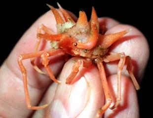 Fuzzy crab, shiny-eyed shrimp discovered on Java expedition