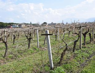 Turkey becoming a disease-prone desert: Istanbul Technical University professor