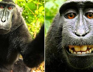 Monkey in selfie cannot sue for copyright, US court says