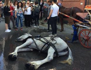 Anger sparked again after horse on Istanbul’s Princes’ Islands collapses