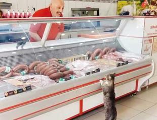 ‘Yeşim’ the cat waits in line for turn in crowded shop: Turkish butcher