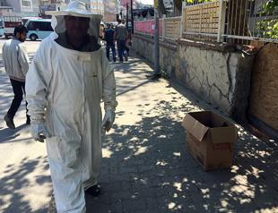 Runaway bees cause panic in Istanbul’s Kadıköy