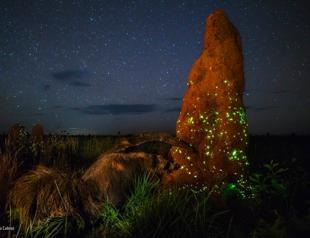 Winning wildlife photo likely stuffed animal