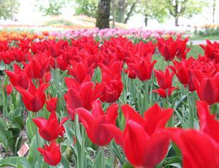 Turkish Tulip Festival opens in Switzerland