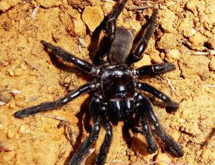 Worlds oldest known spider dies of wasp sting