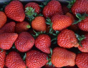 Turkish local’s modest strawberry initiative transforms into eight tons of harvest