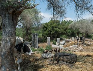 Ancient Aegean city with sea view on sale for $8.4 million