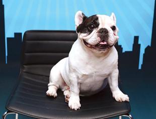 French Bulldogs cute face exposes it to welfare risks