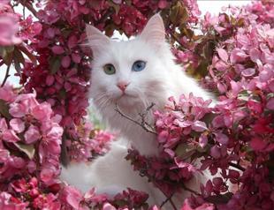 Turkish Van cats not only get nine lives, but also pools