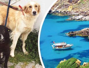 Bozcaada locals cry out against poisoning of animals on the island