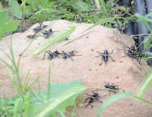 Cricket infestation stirs panic in Hakkari in Turkey’s southeast