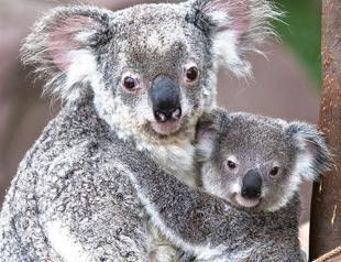 Australia pledges cash to help save the koala