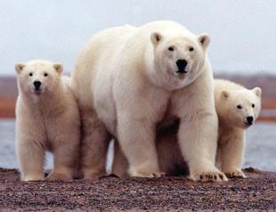 Hotter seas threaten marine wildlife with extinction