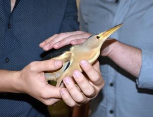 Students find endangered heron bird in Turkey’s Sivas