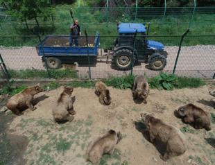 Bursa man taking care of bears for 15 years