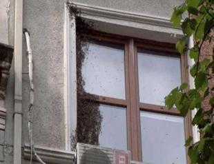 Escaped bees stir panic on Istanbul’s İstiklal Avenue
