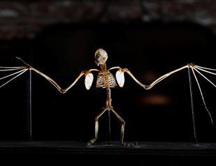 Bats have hung around for 33 million years, fossil shows